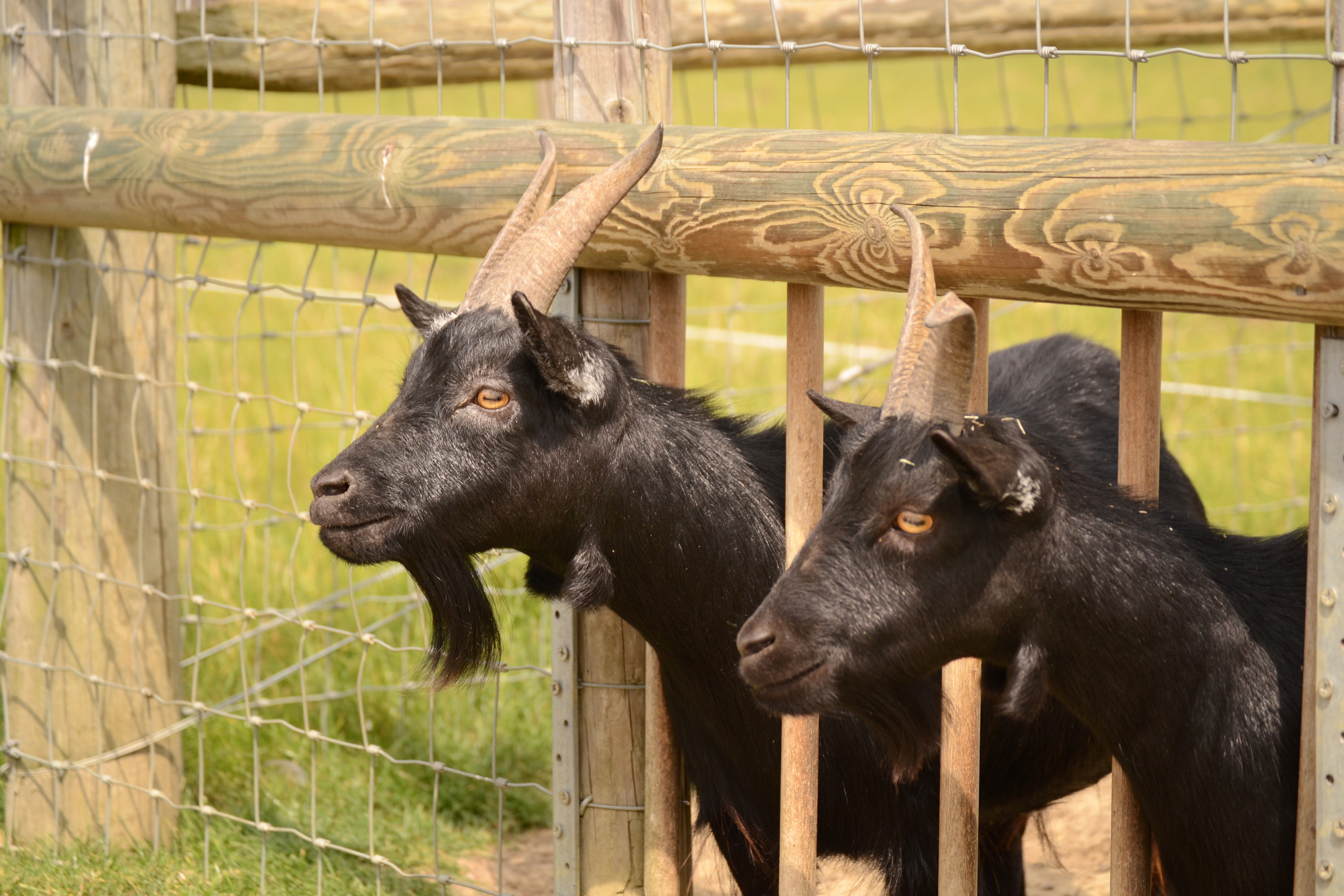 goat fence